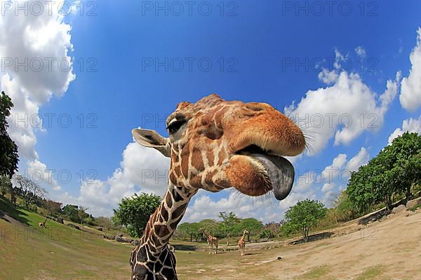 Reticulated giraffe