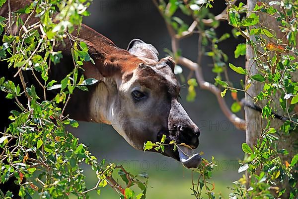 Okapi