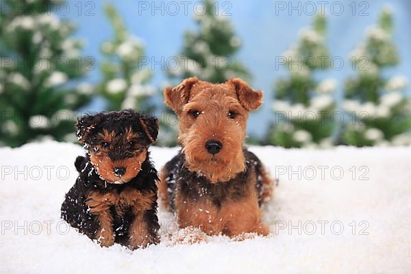 Welsh Terrier