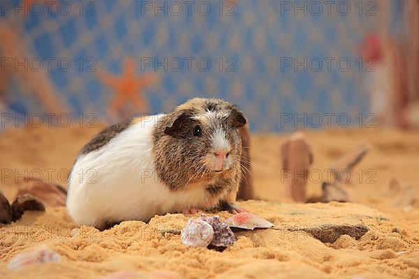 English Crested Guinea Pig Pig