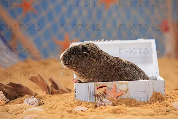 English Crested Guinea Pig Pig