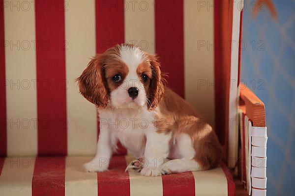 Cavalier King Charles Spaniel