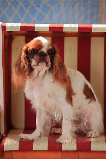 King Charles Spaniel