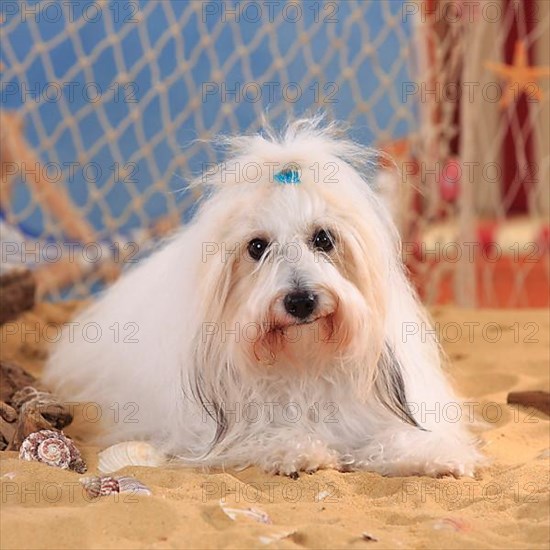 Coton de Tulear