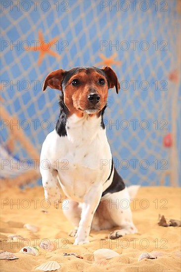 Jack Russell Terrier