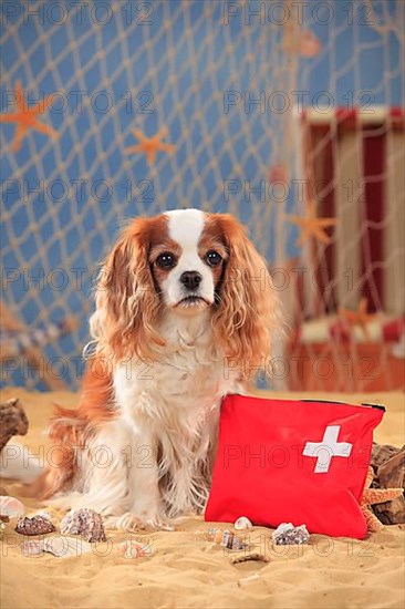 Cavalier King Charles Spaniel