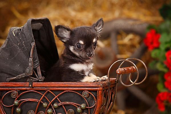 Chihuahua