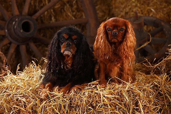 Cavalier King Charles Spaniel