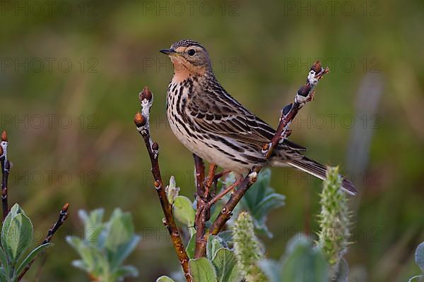 Red-throated Pipit