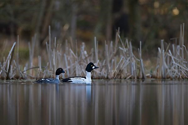 Common Goldeneye