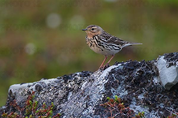 Red-throated Pipit