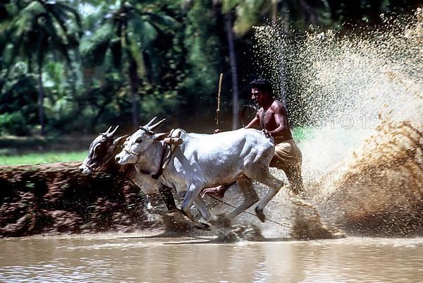 Racing bullocks and jockey