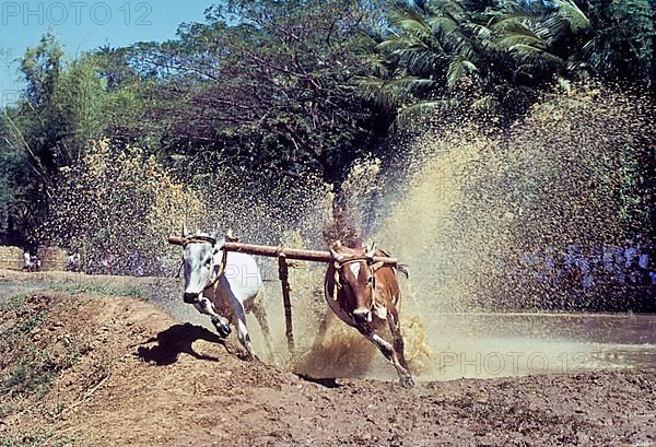 Bullocks with splashing water reaching the finishing point in Maramadi or Kalappoottu is a type of cattle race conducted in Chithali near Palakkad