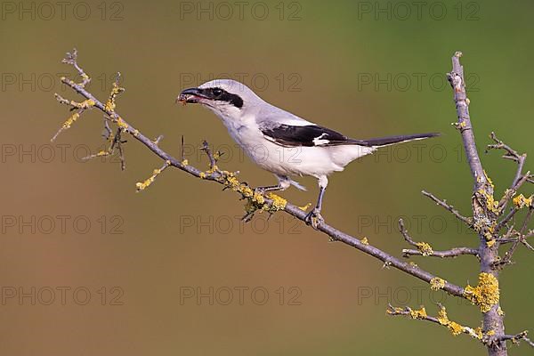 Great Grey Shrike