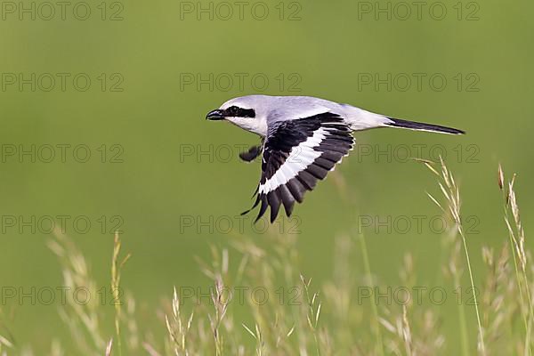 Great Grey Shrike