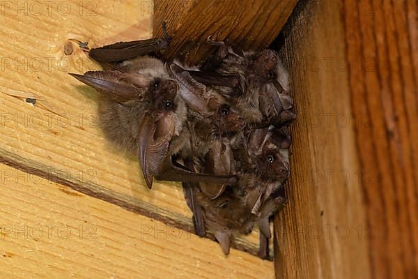 Grey long-eared bat