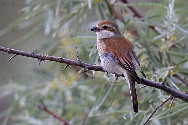 Red-backed Shrike