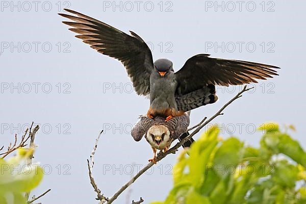 Red-footed Falcon