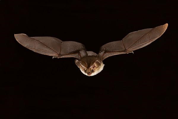 Grey long-eared bat