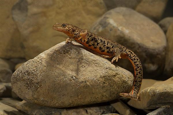 Pyrenean brook salamander