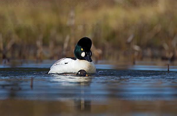 Common Goldeneye