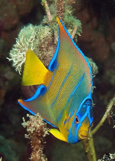 Diadem splendour angelfish