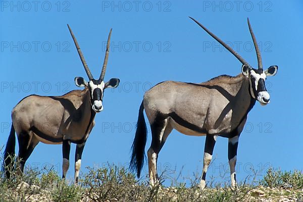 Two gemsbok