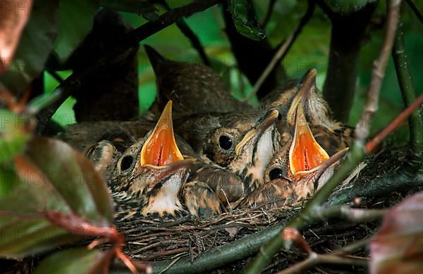 Song thrush