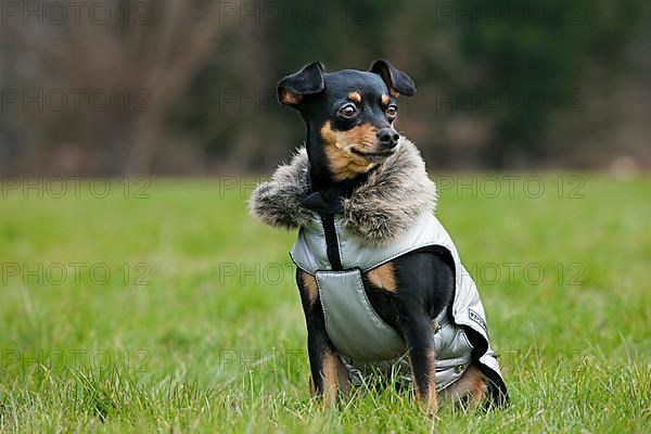 Pinscher