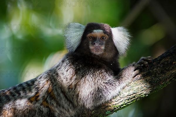 Common marmoset