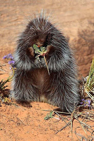 North american porcupine