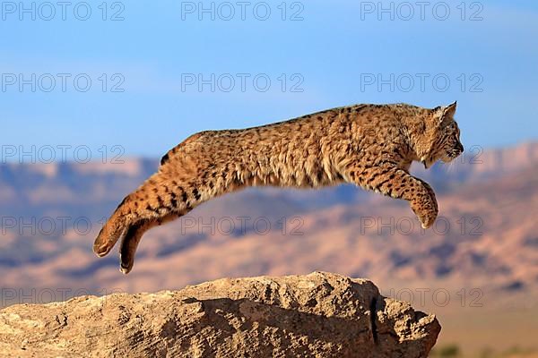 Bobcat