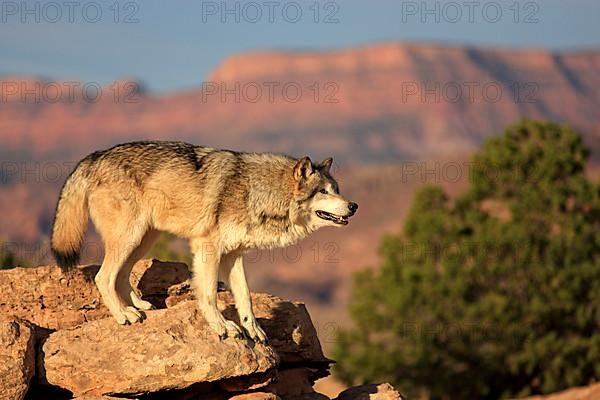 Timbergray wolf