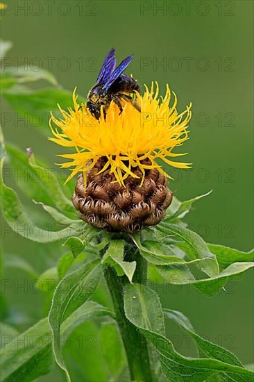 Violet carpenter bee