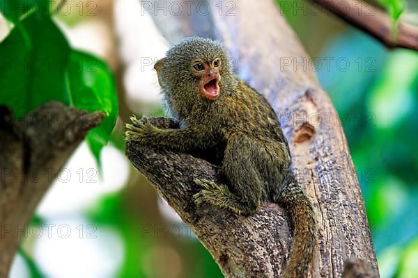 Pygmy marmoset