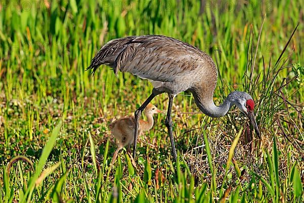 Sandhill crane