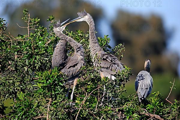 Great blue heron