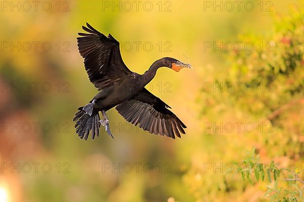 Double-crested Cormorant