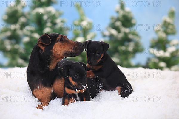 German Hunting Terrier