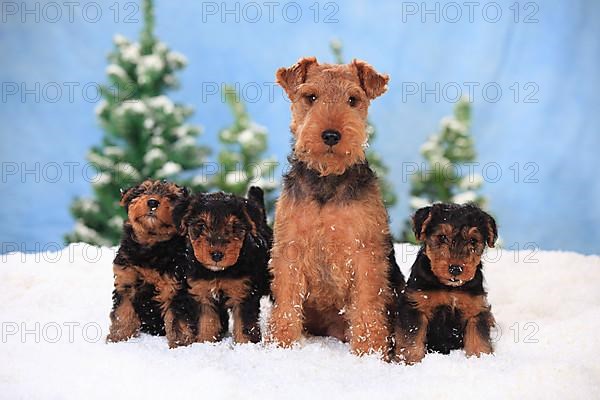 Welsh Terrier