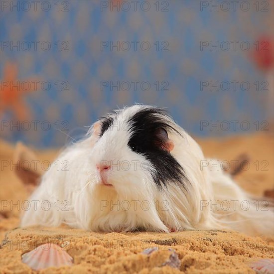 Sheltie guinea pig