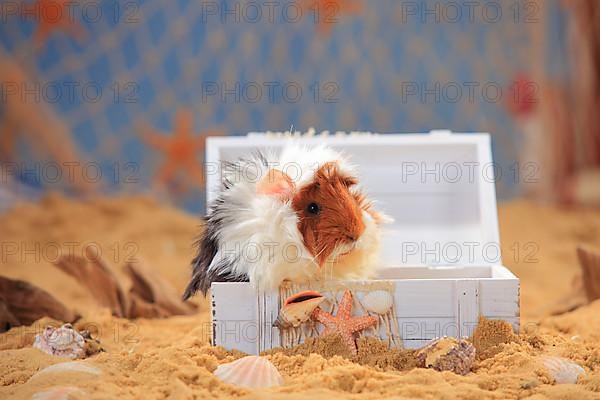 Angora guinea pig