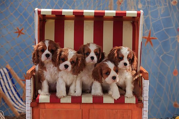 Cavalier King Charles Spaniel