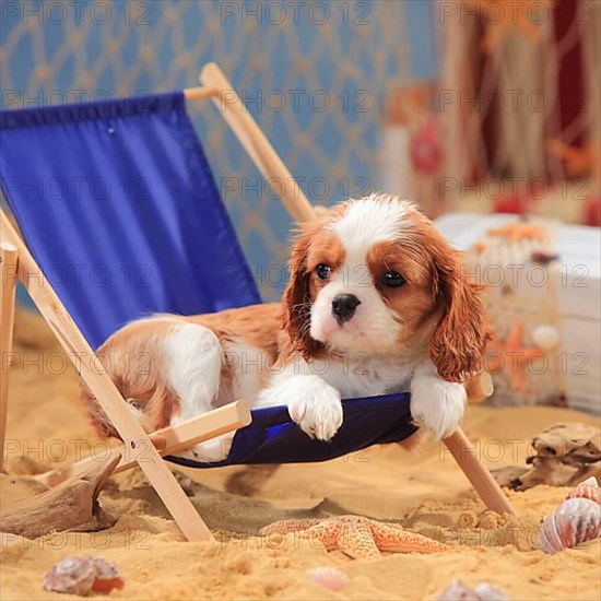 Cavalier King Charles Spaniel