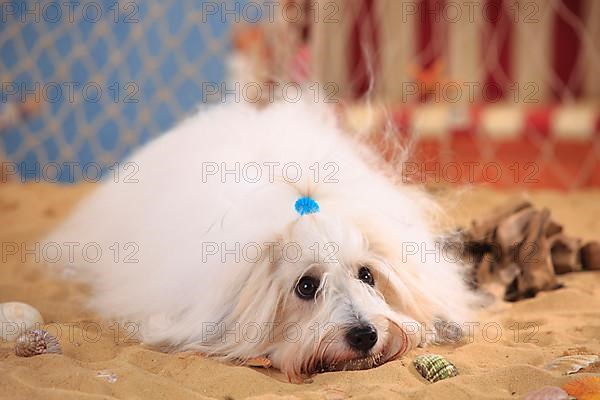 Coton de Tulear