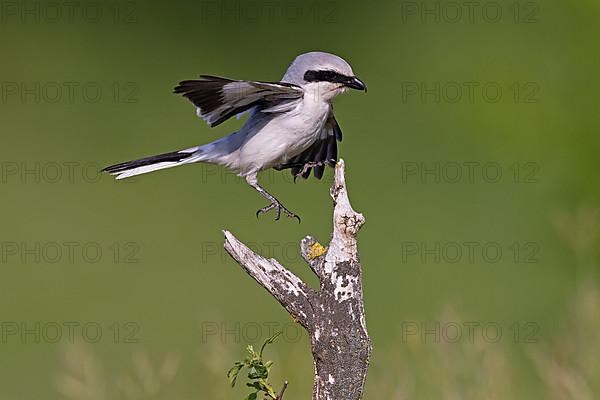 Great Grey Shrike