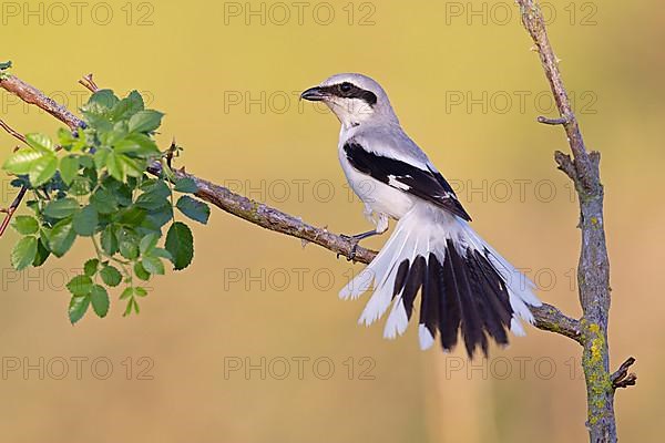 Great Grey Shrike