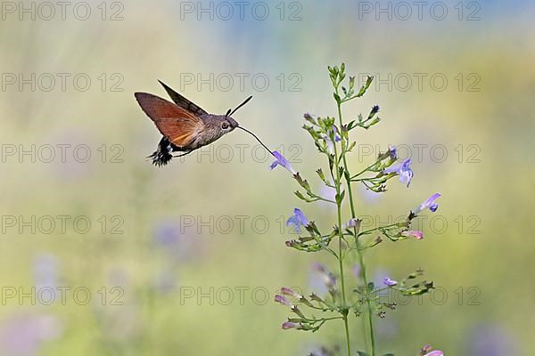 Hummingbird hawk-moth