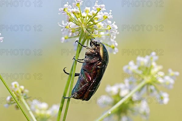 Common rose chafer