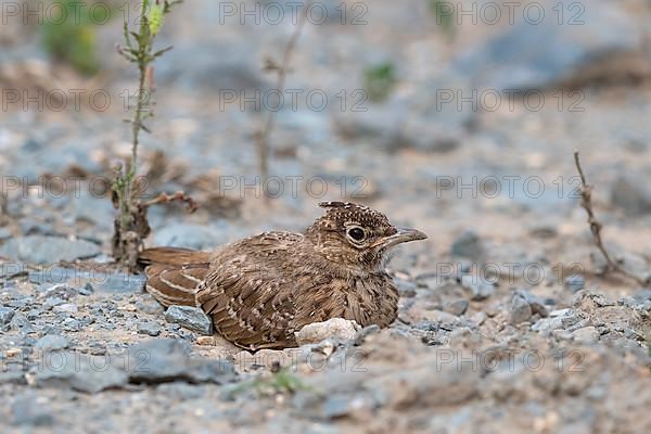 Crested Lark